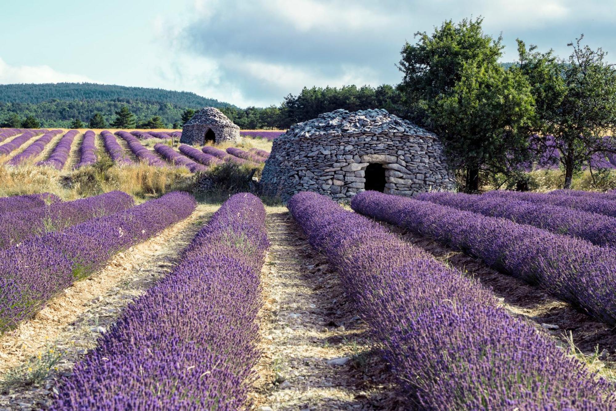 Le Cabanon Des Lavandes Entre Mont Ventoux Et Luberon Sault-de-Vaucluse Exteriör bild